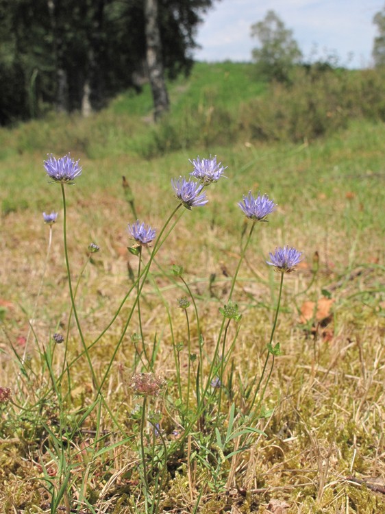 Jasione montana