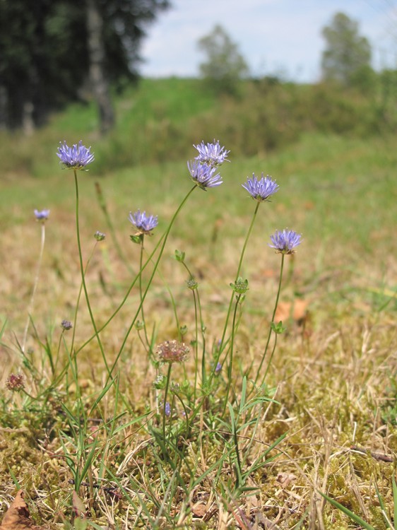 Jasione montana