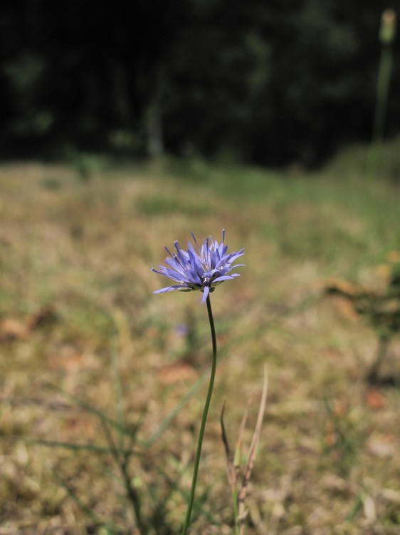 Jasione montana