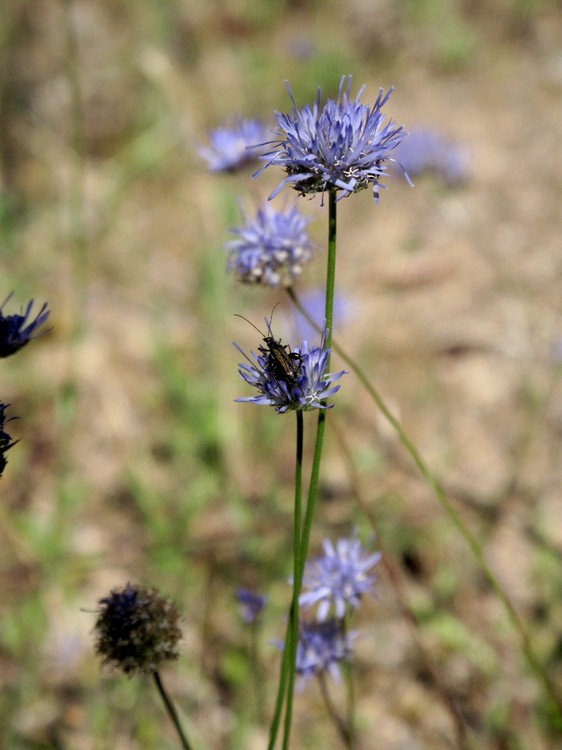 Jasione montana