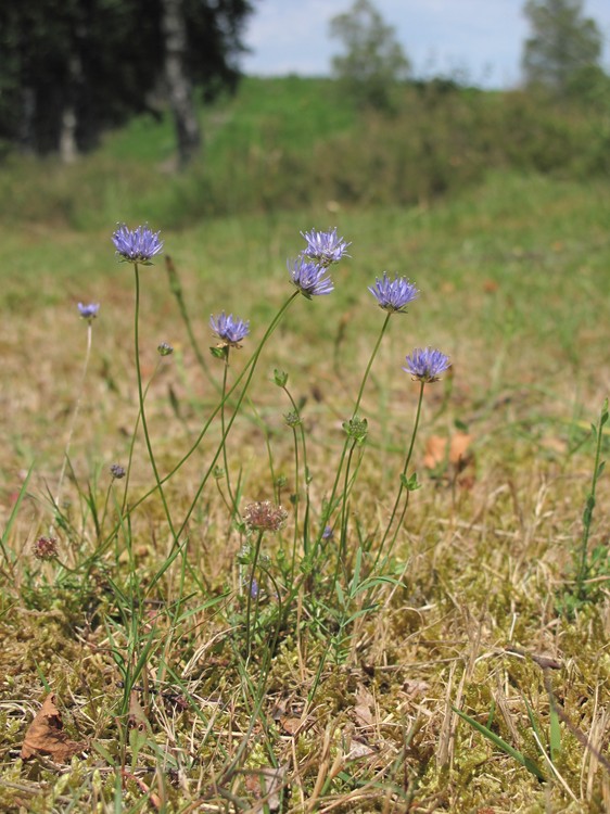 Jasione montana