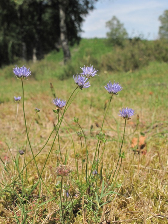 Jasione montana