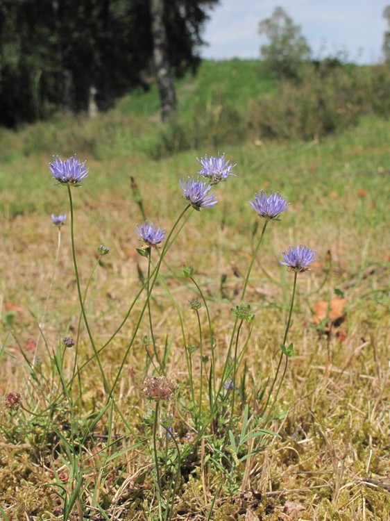 Jasione montana