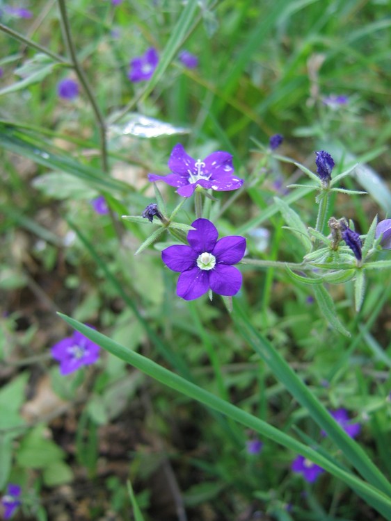 Legousia speculum-veneris