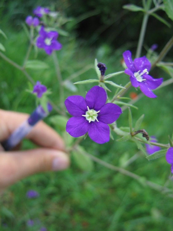 Legousia speculum-veneris