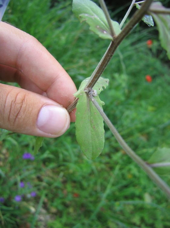 Legousia speculum-veneris