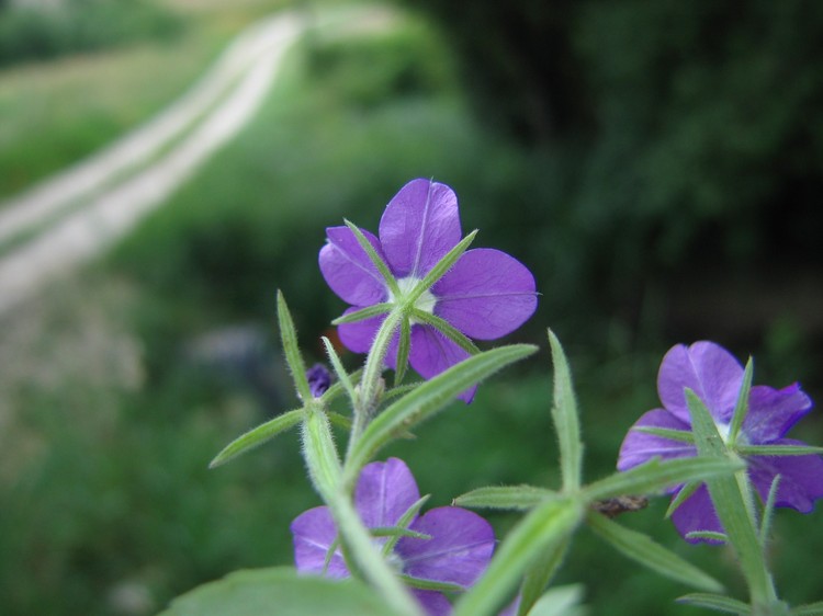 Legousia speculum-veneris