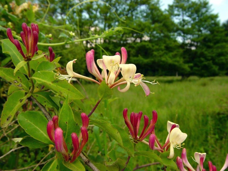 Lonicera periclymenum