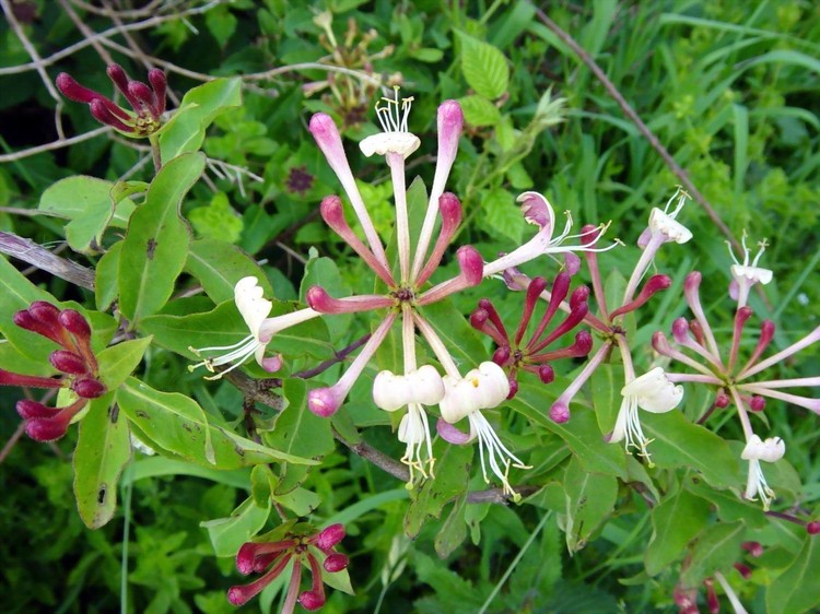 Lonicera periclymenum