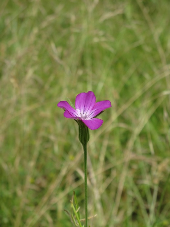 Agrostemma githago