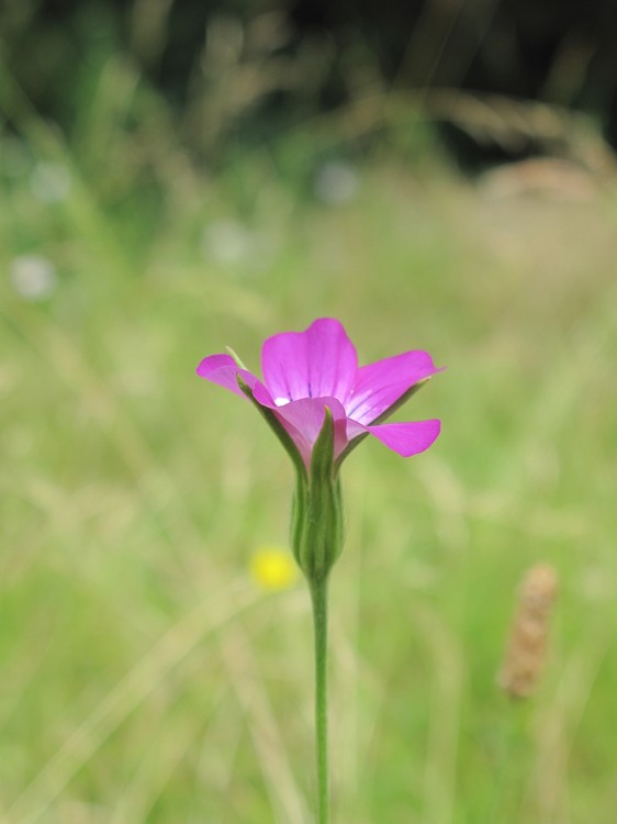 Agrostemma githago