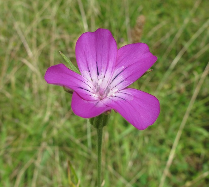 Agrostemma githago