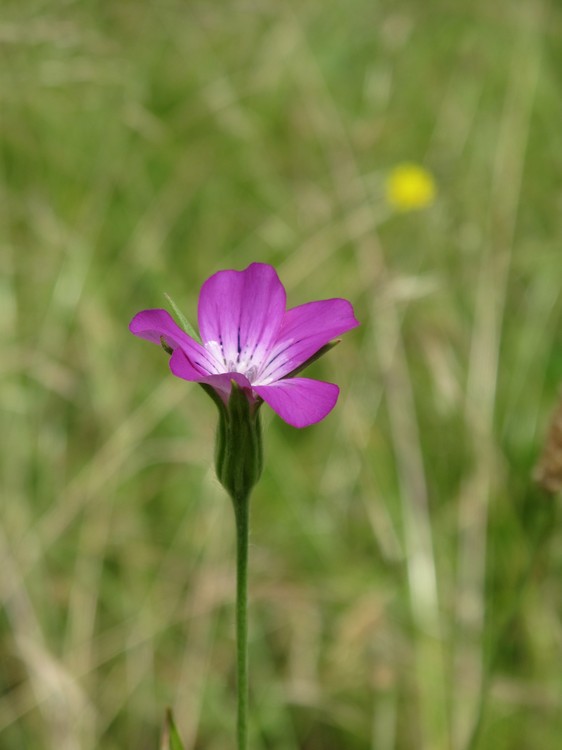 Agrostemma githago