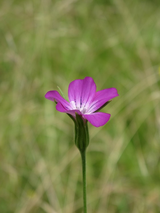 Agrostemma githago