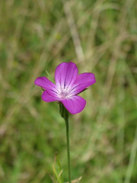 Agrostemma githago