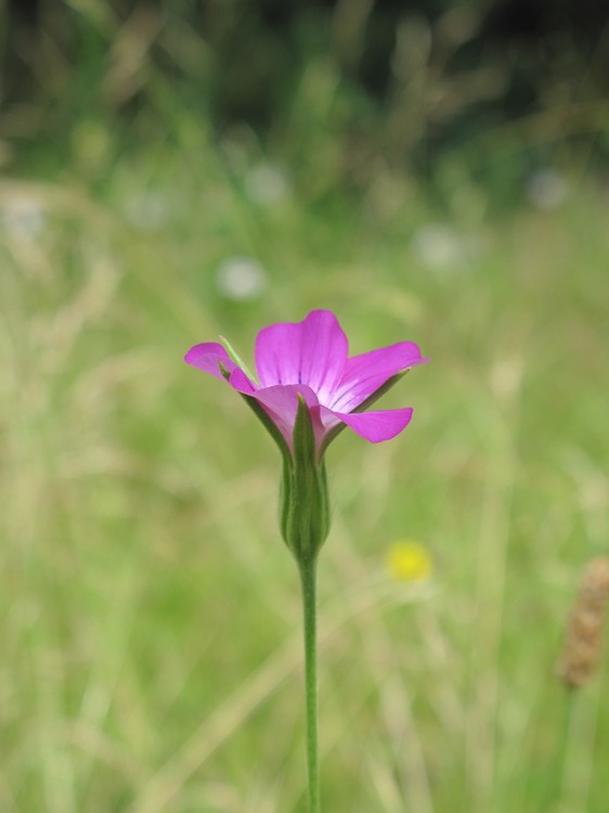 Agrostemma githago