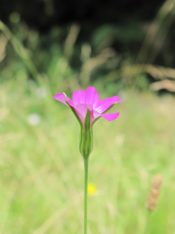 Agrostemma githago