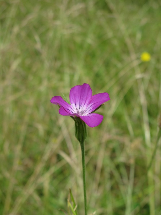 Agrostemma githago