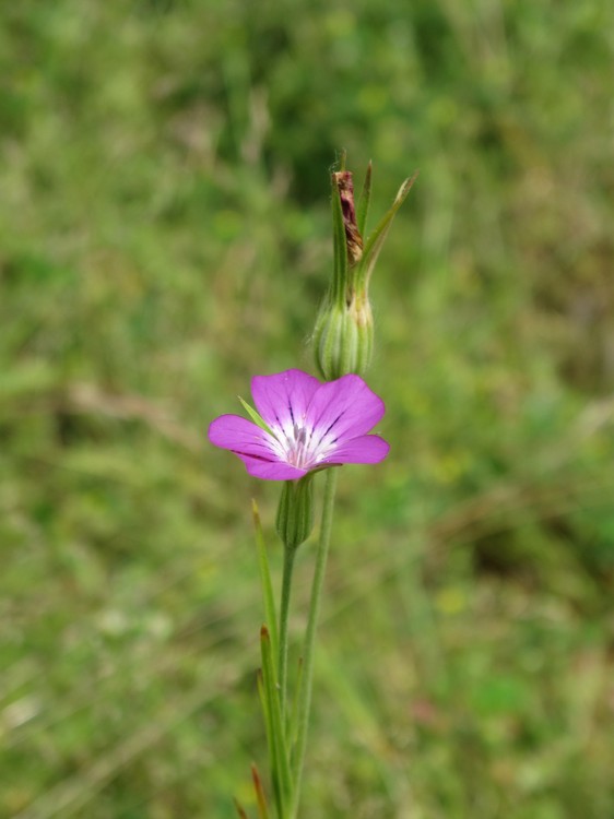 Agrostemma githago