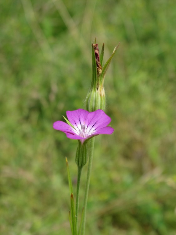 Agrostemma githago