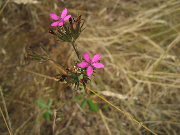 Dianthus armeria