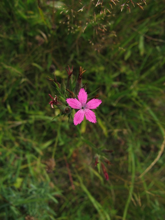 Dianthus armeria