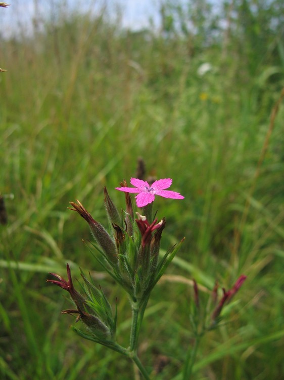 Dianthus armeria