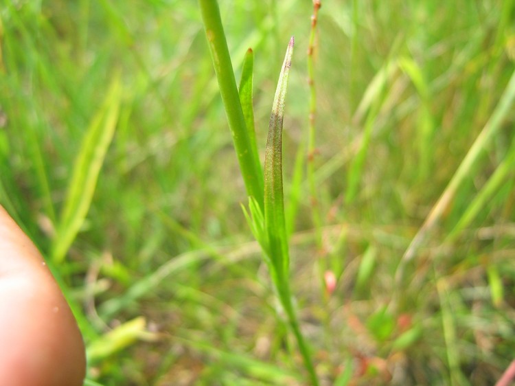 Dianthus armeria