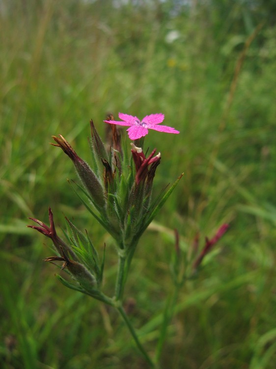 Dianthus armeria
