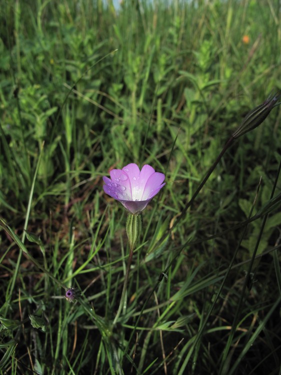 Silene coelirosa