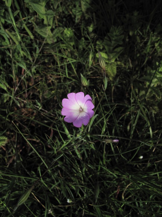 Silene coelirosa