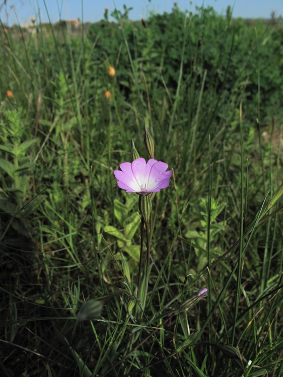 Silene coelirosa