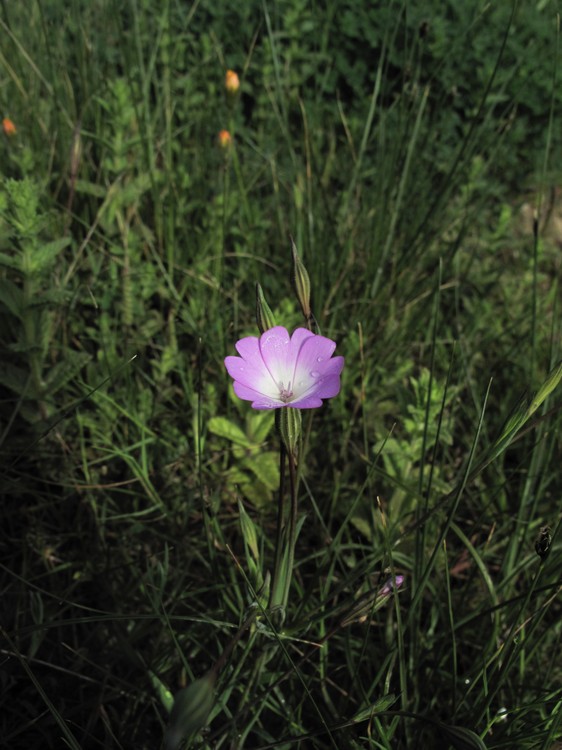 Silene coelirosa