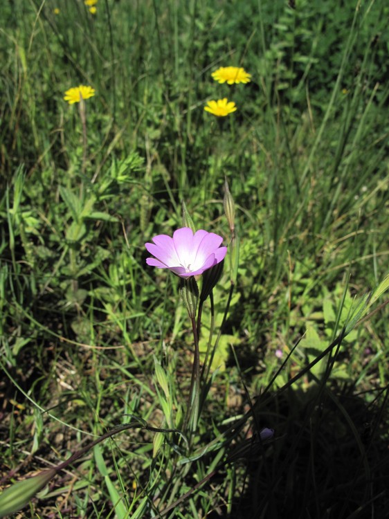 Silene coelirosa