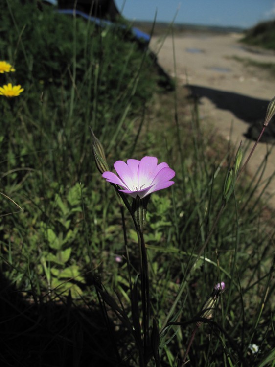 Silene coelirosa