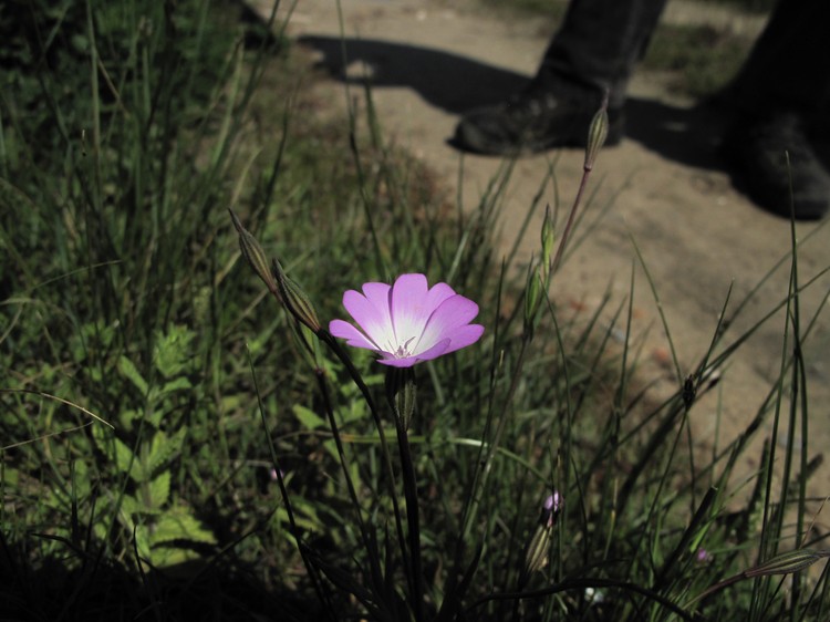 Silene coelirosa