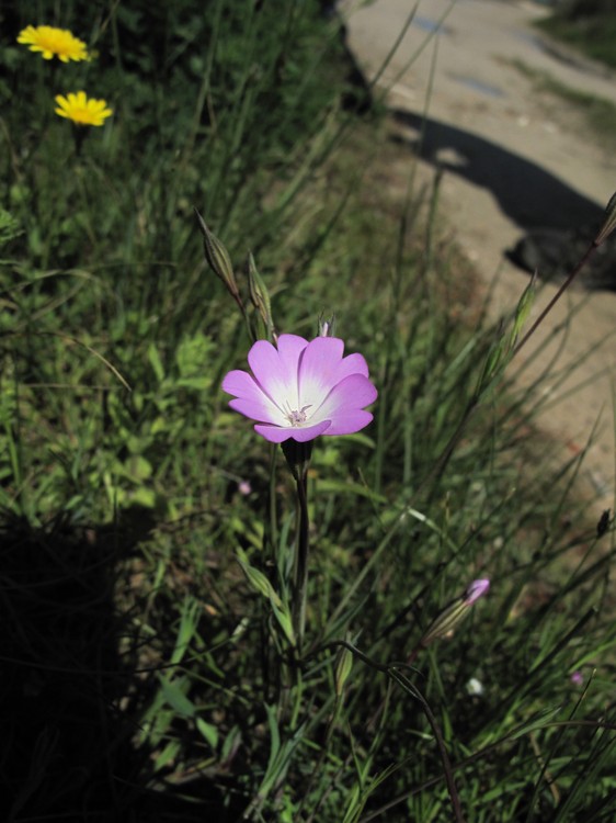 Silene coelirosa