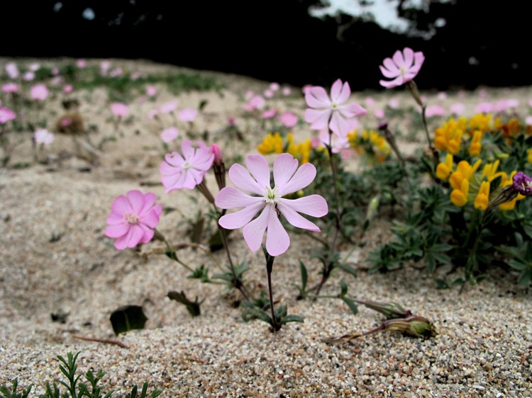 Silene sericea