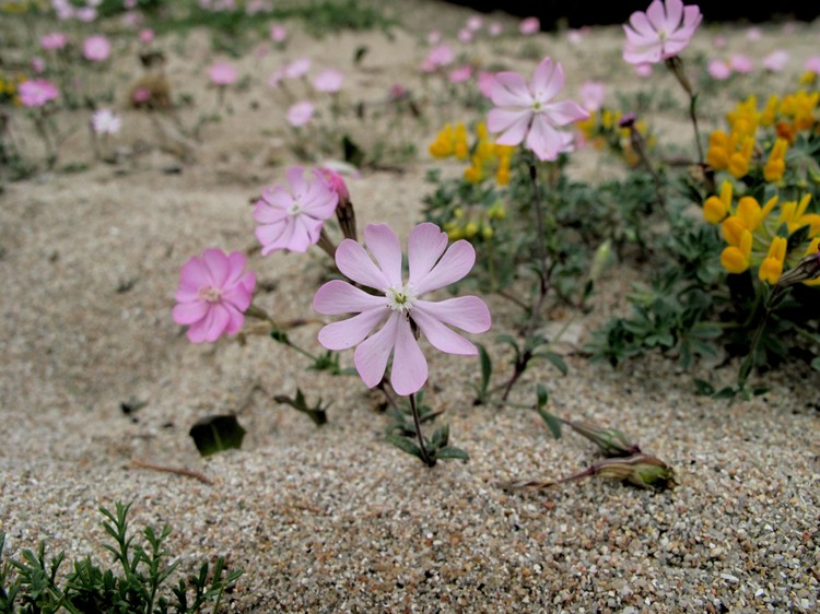 Silene sericea
