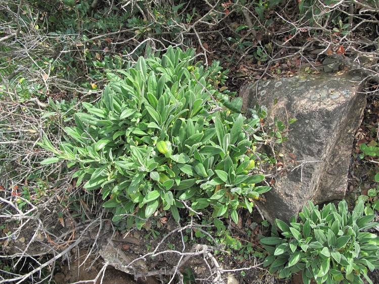 Silene velutina