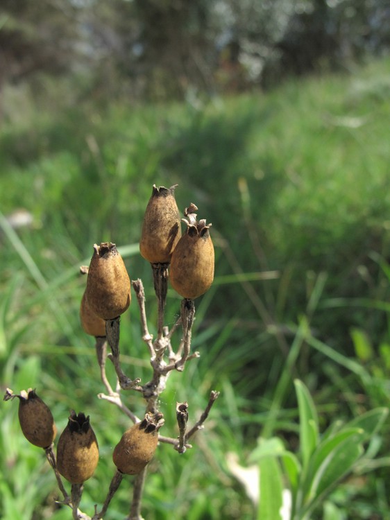 Silene velutina