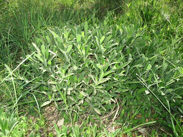 Silene velutina