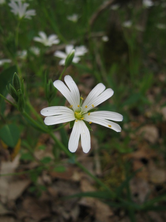 Stellaria holostea