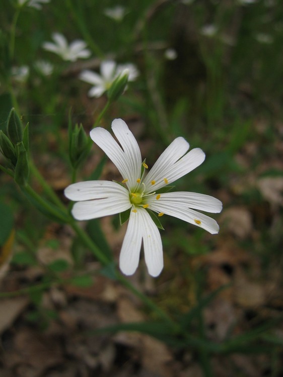 Stellaria holostea