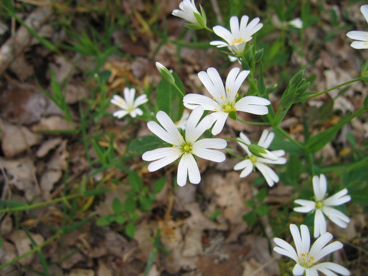 Stellaria holostea