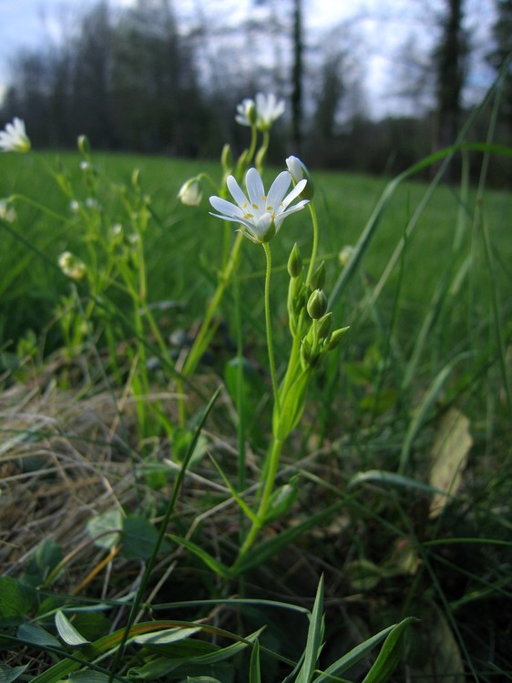 Stellaria holostea