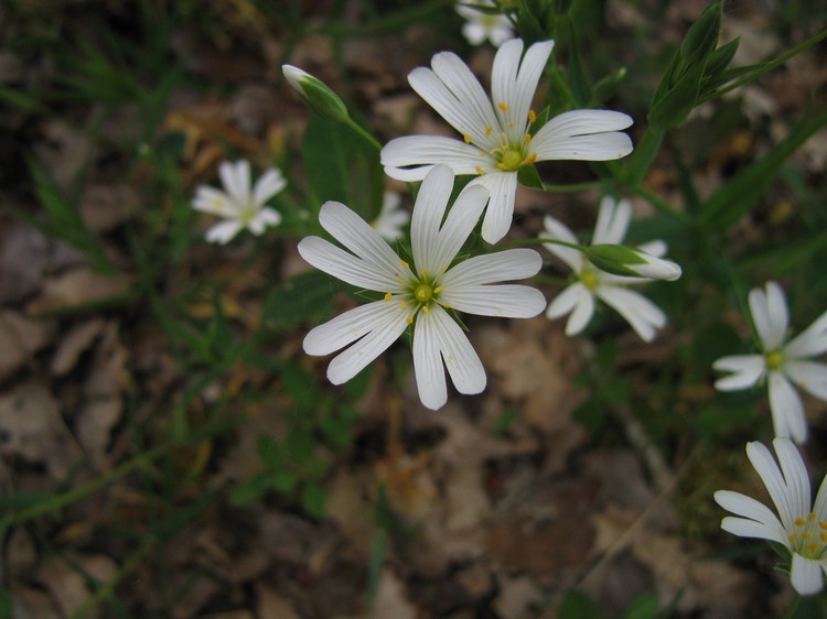 Stellaria holostea