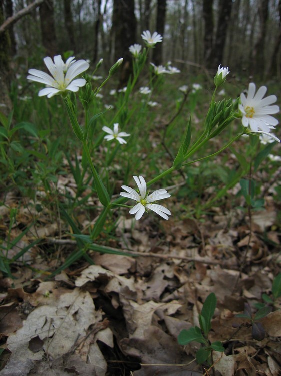 Stellaria holostea