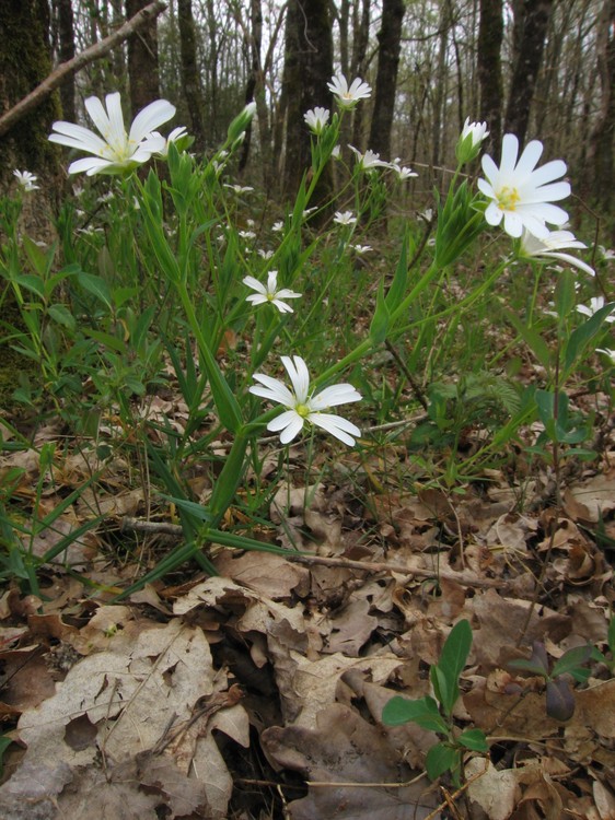 Stellaria holostea