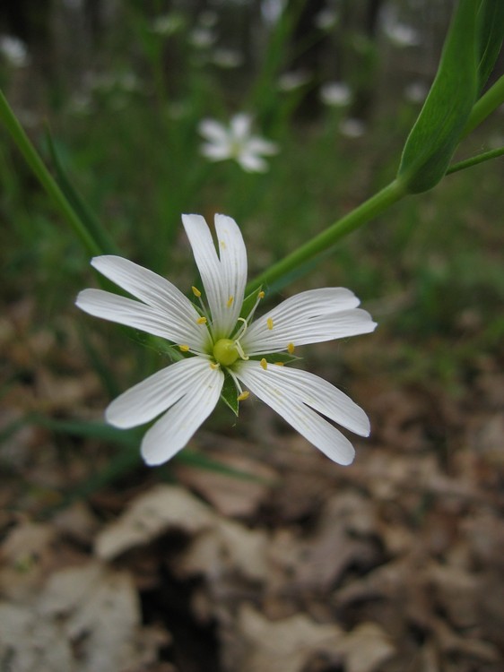 Stellaria holostea